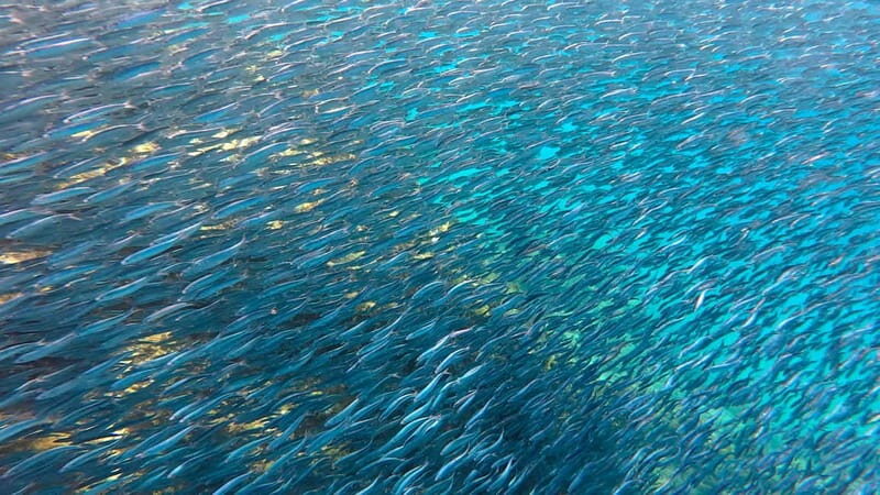 Lanzarote Your First Scuba Diving Experience - What the Tour Entails