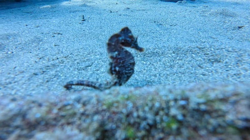 Lanzarote Your First Scuba Diving Experience - What Reviewers Say