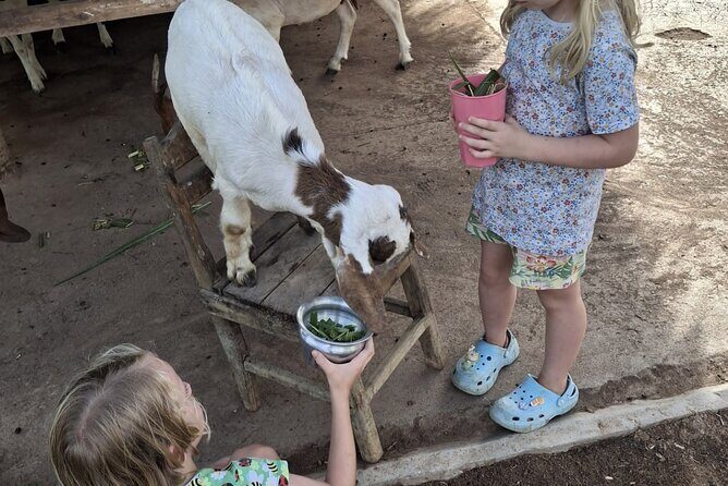 Laos Buffalo Dairy Tours Interact, Learn and Taste Fresh Flavors - Exploring Laos Buffalo Dairy: An Authentic Farm Experience