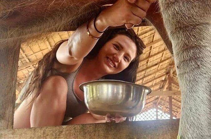 Laos Buffalo Dairy Tours Interact, Learn and Taste Fresh Flavors - FAQ