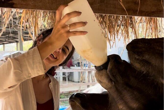 Laos Buffalo Dairy Tours Interact, Learn and Taste Fresh Flavors - Exploring the Luang Prabang Buffalo Dairy Experience