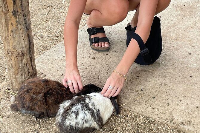 Laos Buffalo Dairy Tours Interact, Learn and Taste Fresh Flavors - FAQs