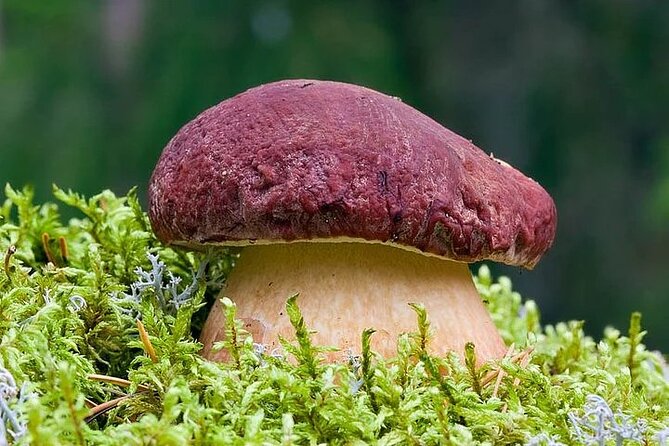 Lapland Berry Day Experience - Logistics