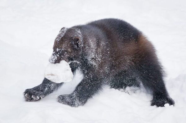 Lapland Full Day Tour With Lunch & Dinner - Booking Information