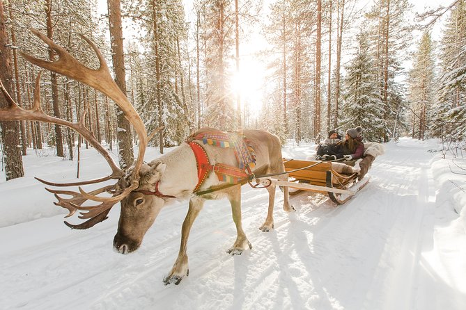 Lapland Reindeer Safari From Rovaniemi - Tour Details