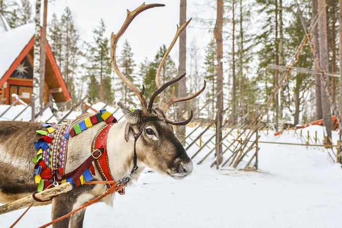 Lapland Reindeer Safari From Rovaniemi - Meeting and Pickup