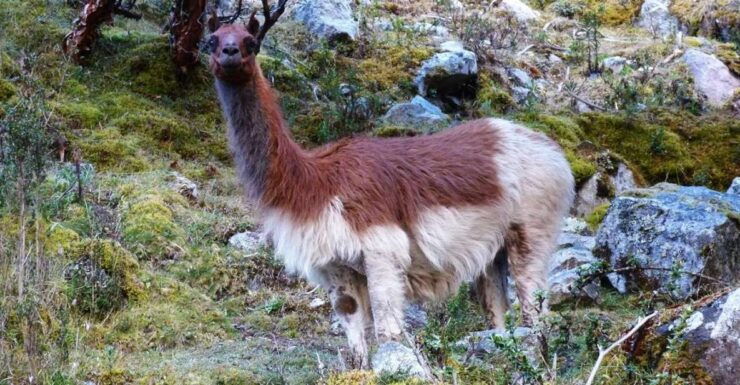 Lares Trek to Machu Picchu 4 D/3 N - Booking and Flexibility