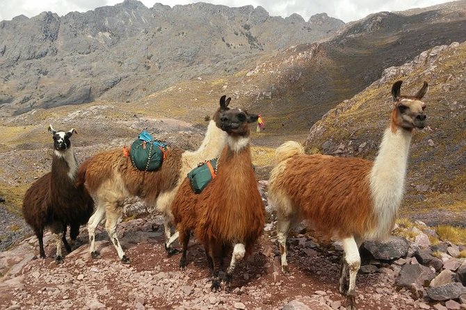 Lares Trek to Machu Picchu (6 Days) - Optional Activities and Excursions