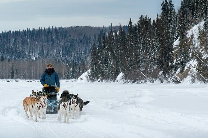 Large Groups for Mushing Activity - Good To Know