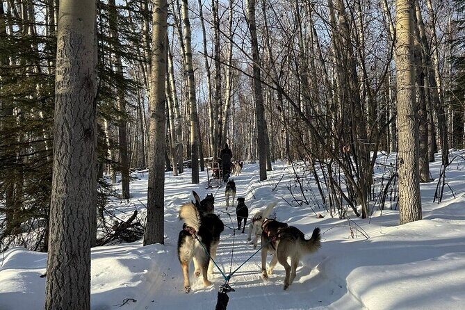 Large Groups for Mushing Activity - The Full Experience: What to Expect from this Large Group Mushing Tour