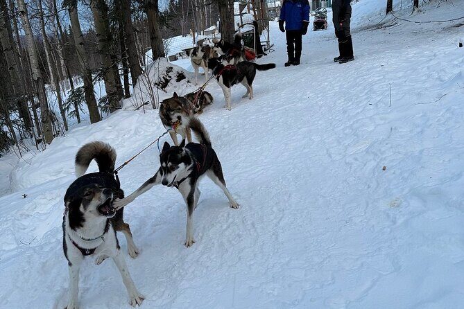 Large Groups for Mushing Activity - Final Thoughts