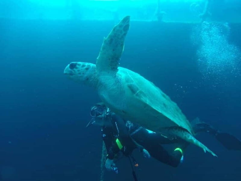 Larnaca: Private Zenobia Beginners Divers - What to Expect During the Tour