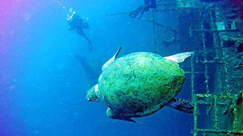 Larnaca: Private Zenobia Beginners Divers - Practical Aspects & Value