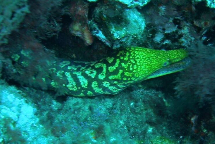 Las Canteras Scuba Diving - Experience Highlights