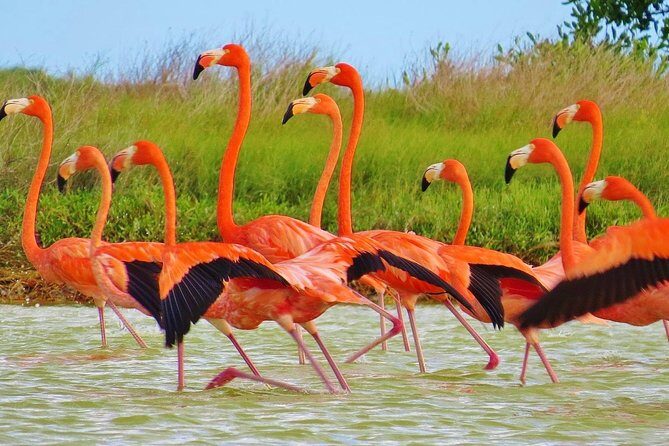 Las Coloradas - Good To Know