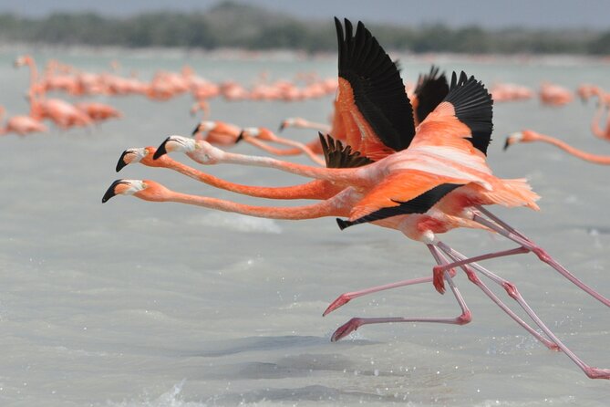 Las Coloradas and Rio Lagartos Tour With All Inclusive - Response From Host