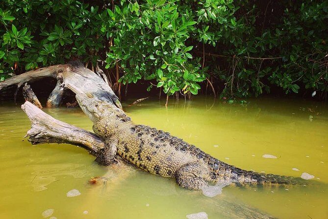 Las Coloradas and Rio Lizards private tour from Valladolid - Authentic Experiences and Reviewer Insights
