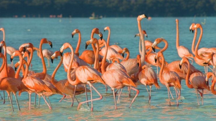 Las Coloradas Discovery Tour - Tour Details