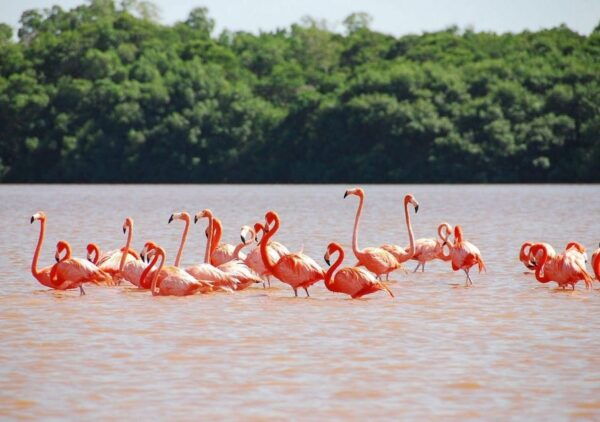 Las Coloradas: Full-Day Tour to the Pink Lake & Rio Lagartos - Tour Highlights
