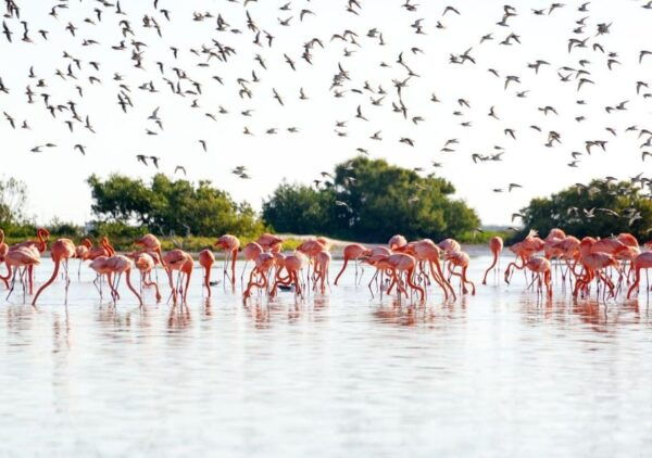 Las Coloradas: Guided Visit, Río Lagartos Boat Tour & Lunch - Cancellation Policy
