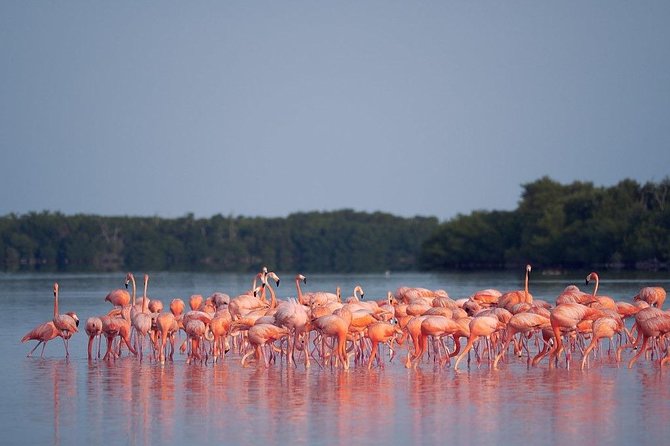 Las Coloradas Pink Lake Tour With Ría Lagartos Nature Reserve - Cancun - Overview and Logistics