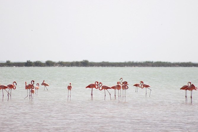 Las Coloradas Pink Lake Tour With Ría Lagartos Nature Reserve - Cancun - Flamingos and Wildlife