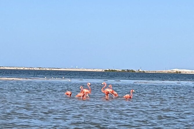 Las Coloradas Tour! Boat Ride, Lunch & Rio Lagartos From Cancun - Boat Ride Through Ría Lagartos