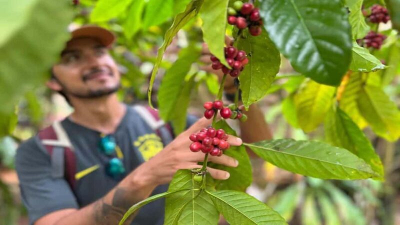 Las Terrenas: ATV Tour with Farm Visit and Beach Stop - Las Terrenas: ATV Tour with Farm Visit and Beach Stop
