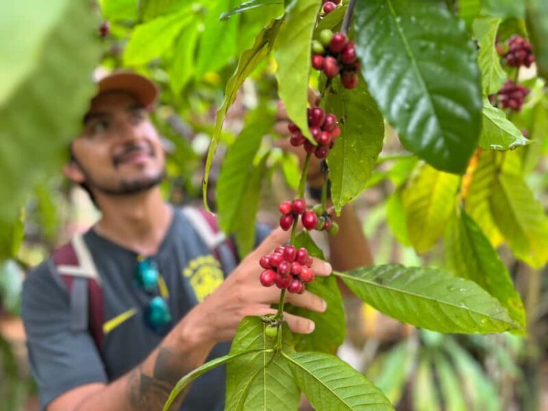 Las Terrenas: Private Coffee Trail ATV Tour in Samana - An authentic taste of Dominican countryside—on an ATV