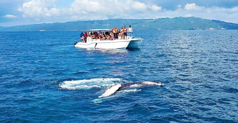 Las Terrenas: Whale Watching and Cayo Levantado Island Tour - Good To Know