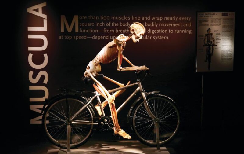 Las Vegas: BODIES | The Exhibition at the Luxor - Good To Know