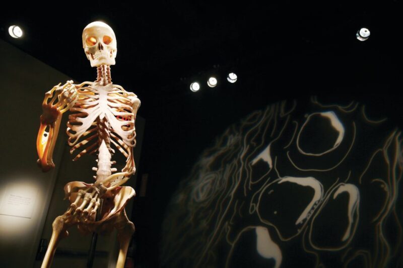Las Vegas: BODIES | The Exhibition at the Luxor - Practical Tips for Visitors