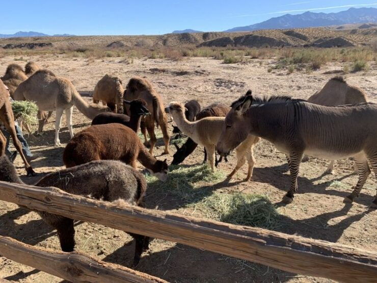 Las Vegas: Camel Safari Zoo Safari Tram Tour - Good To Know