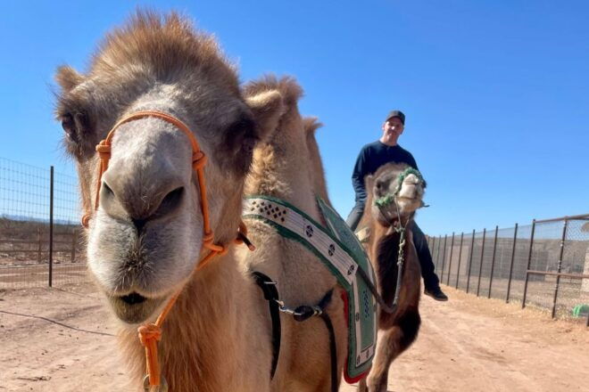 Las Vegas: Desert Camel Ride - Inclusions