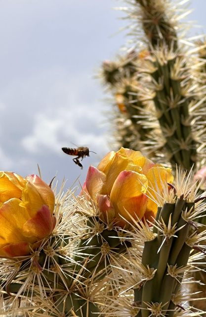 Las Vegas: Grand Canyon Skywalk and Hoover Dam Guided Tour - Tour Itinerary