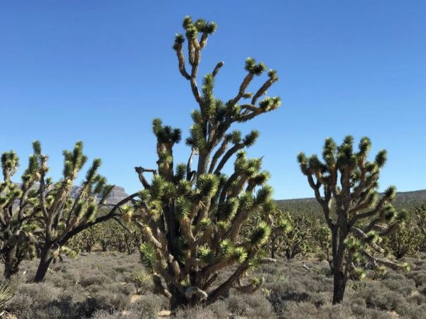 Las Vegas: Grand Canyon West Tour With Lunch & Skywalk Entry - Common Questions