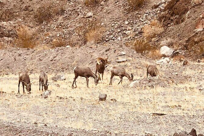 Las Vegas: Guided Kayak Tour from Willow Beach to Emerald Cave - Pricing and Value