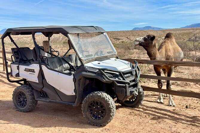 Las Vegas Guided UTV Safari and Zoo Tour - FAQs