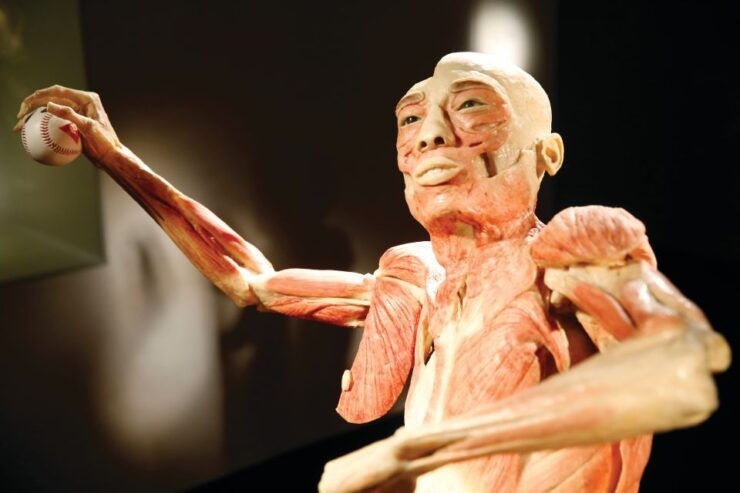 Las Vegas: Luxor Hotel Bodies The Exhibition Entry Ticket - Experience Highlights