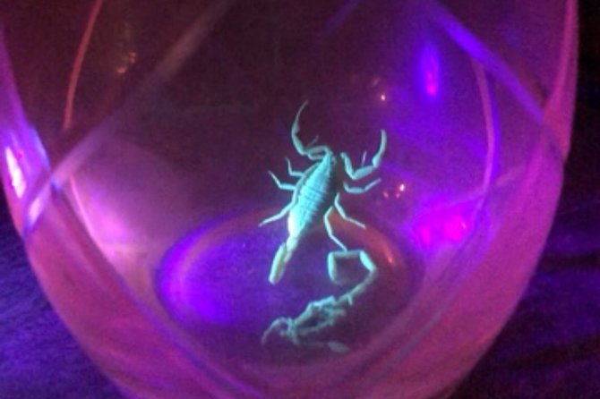 Las Vegas Night-Time Scorpion and Black Widow Interactive Virtual Hunting - Good To Know
