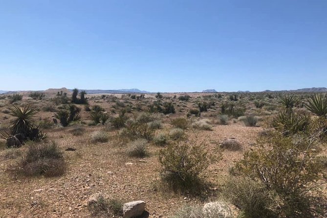 Las Vegas Night-Time Scorpion and Black Widow Interactive Virtual Hunting - Cancellation Policy