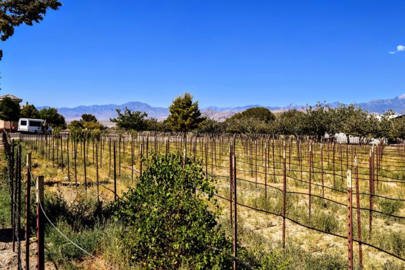 Las Vegas / Pahrump Wine Tasting Tour and snacks - Pricing and Value