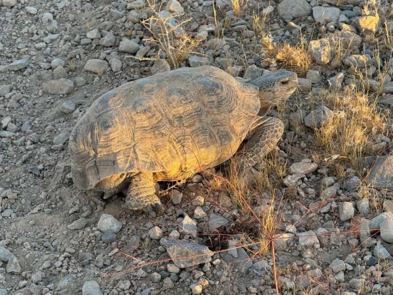 Las Vegas Pioneer Saloon | SXS Off Road Tour With Lunch! - Final Thoughts