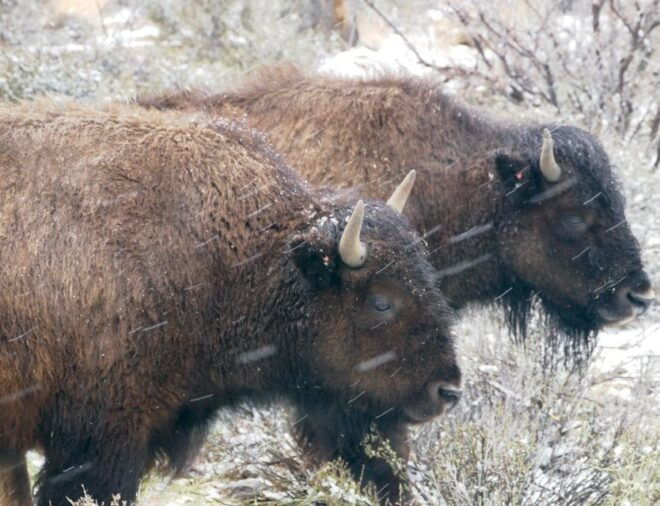 Las Vegas: Recorrido Por El Rancho Del Gran Cañón Con Paseo a Caballo/En Carreta - Equipaje Y Calzado Recomendados