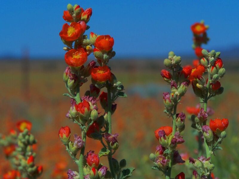 Las Vegas: Small-Group Grand Canyon South Rim Sunset Tour - What the Tour Includes: Practical Details