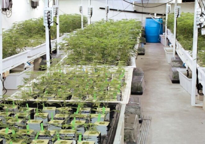 Las Vegas: The 420 Experience Cannabis Tour - Helpful Reviews