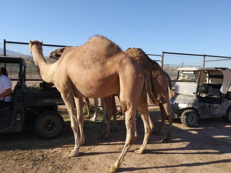 Las Vegas: UTV Adventure Tour With Camel Safari Zoo - Good To Know