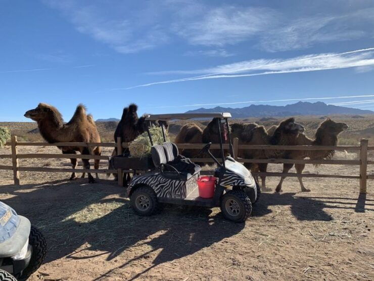 Las Vegas: UTV Adventure Tour With Camel Safari Zoo - Group Size and Language Options