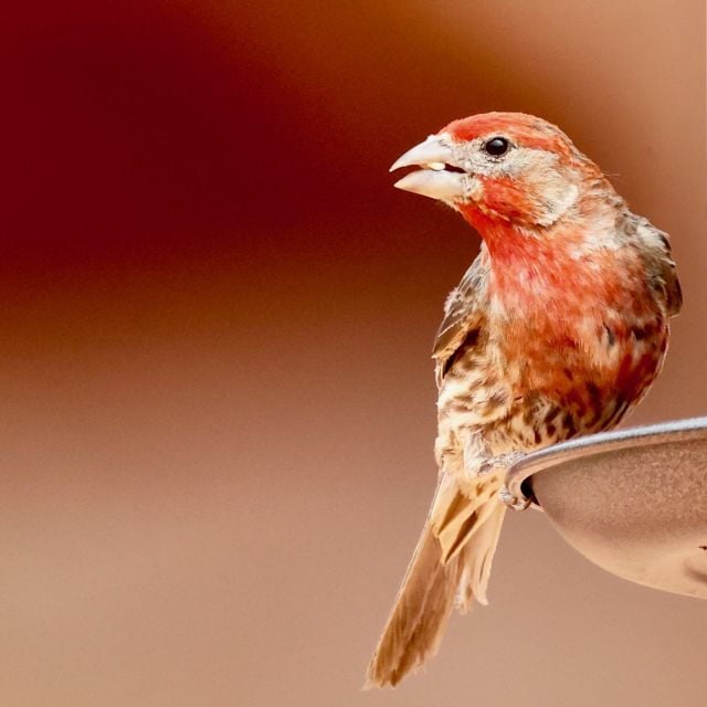 Las Vegas: Valley of Fire Sunset Tour With Hotel Transfers - Inclusions and Services Provided