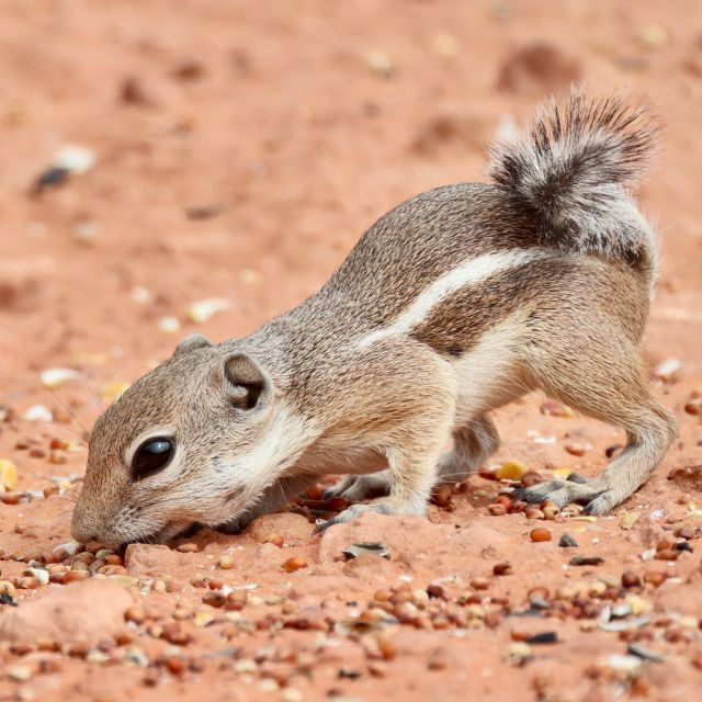 Las Vegas:Valley of Fire and Seven Magic Mountain Day Tour - Return Transfers and Convenience